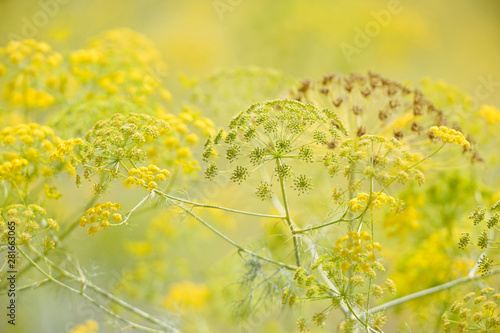 gelber Riesenfenchel (Ferula communis), Griechenland -  yellow giant fennel, Greece photo