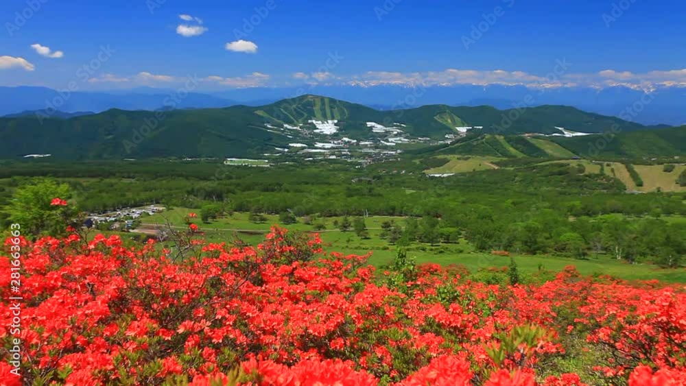 Zoom out of Northern Alps and blooming azalea, Japan Zoom out of Northern Alps and blooming azalea, Japan