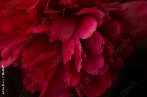 Fototapeta Naklejka Na Ścianę i Meble -  peony flower closeup