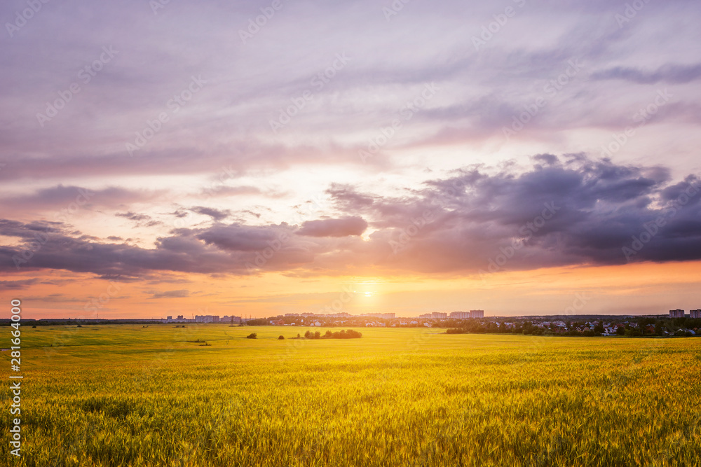 Field with rye at sunset time. Field with rye at sunset time.