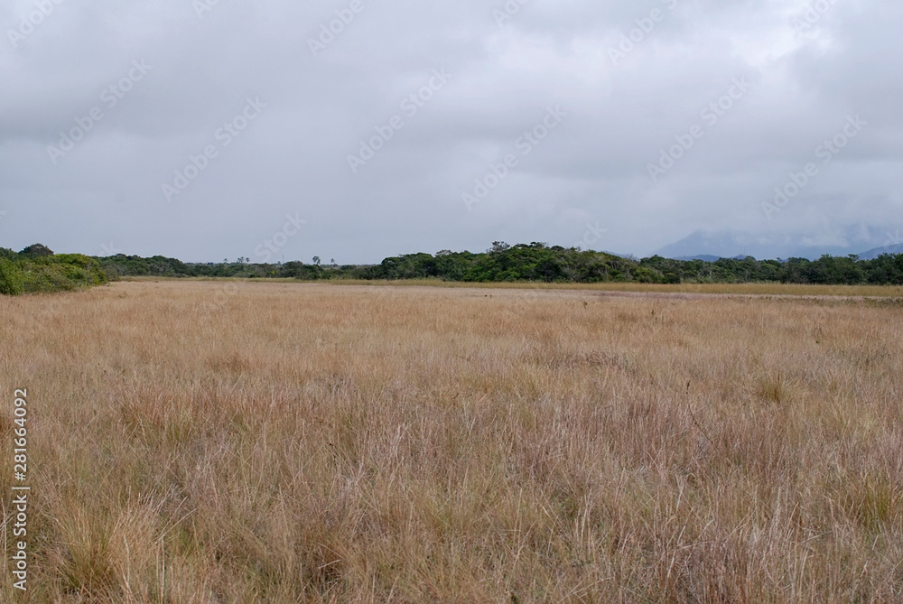 Herbaceous marsh photographed in Guarapari, Espirito Santo. Southeast of Brazil. Atlantic Forest Biome. Picture made in 2007.