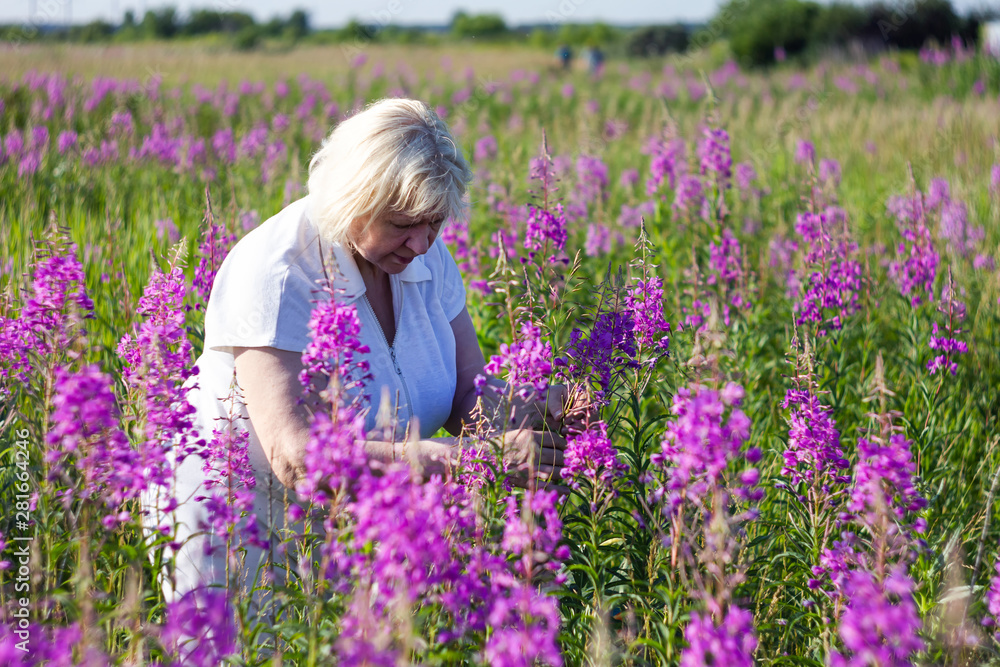 Elderly woman collects willow-herb in Siberia. Elderly woman collects willow-herb in Siberia.