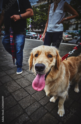 Golden retriever 