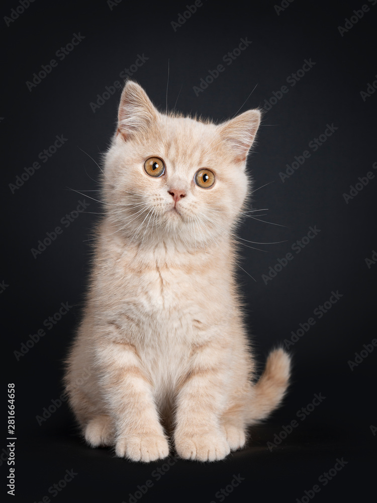 Cute creme British Shorthair kitten, sitting facing front. Looking beside camera with orange eyes. Isolated on black background.