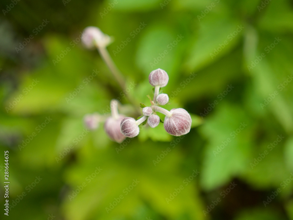 close up of a blossom of an japanese anemone with closed blossoms close up of a blossom of an japanese anemone with closed blossoms