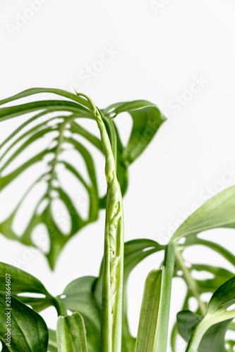 Monstera leaf to unfurl on a white background, creative tropical plant concept, Monstera Epipremnoides
