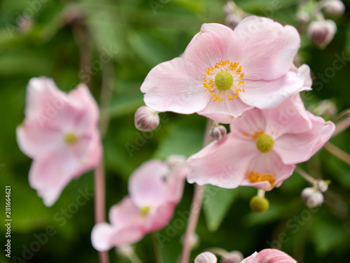 open Blossom of an anemone with her sister