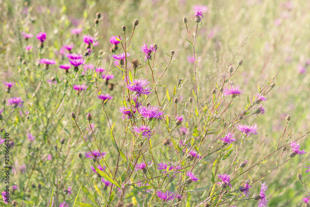 Violet flowers on the meadow at sunset time. Violet flowers on the meadow at sunset time.