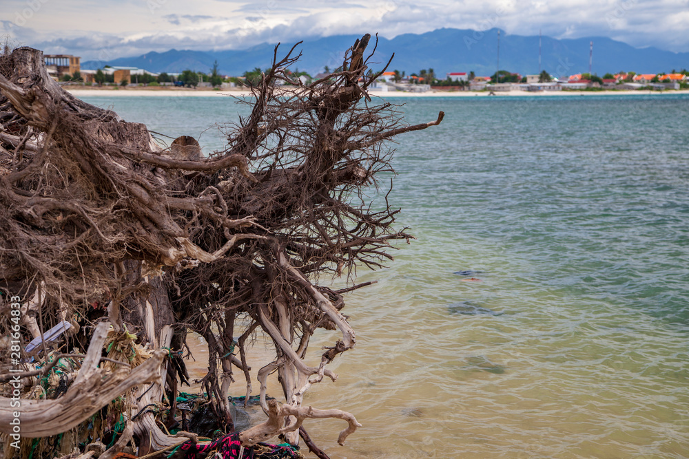 Fototapeta premium beautiful background with tree roots on beach