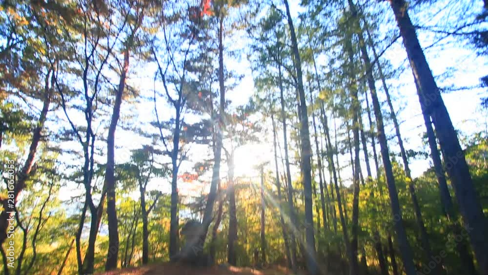 Ruins in forest Ruins in forest