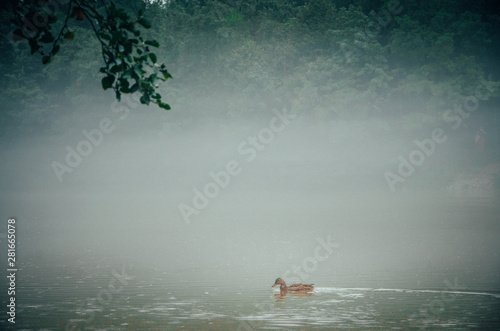 Duck float on misty river