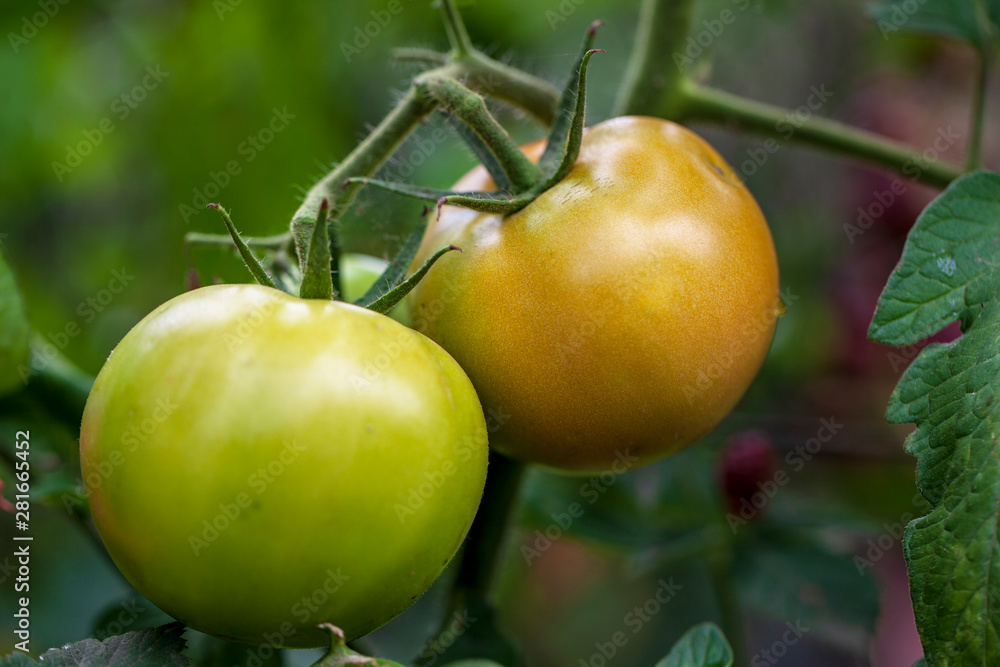 agriculture, two green tomatoes on a branch