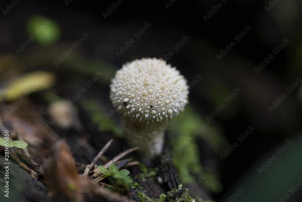 Amanita. Poisonous mushroom. Growing in the forest. Amanita muscaria. Amanita. Poisonous mushroom. Growing in the forest. Amanita muscaria.