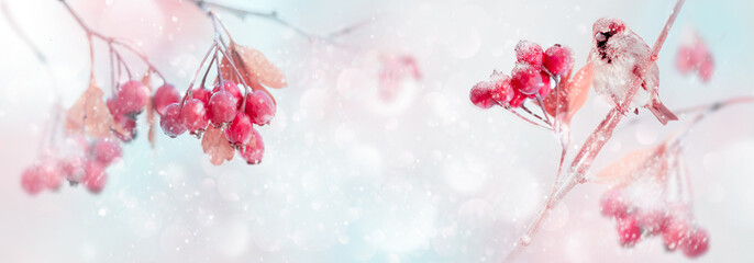 Winter tender magic forest tale. Red bright berries and sparrow in a snowy park. Winter and autumn concept. Free space for text. Wide format.