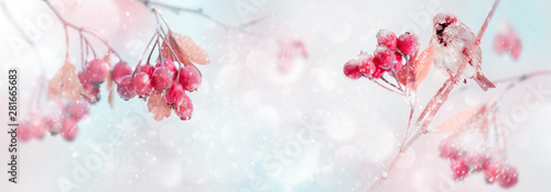 Winter tender magic forest ...