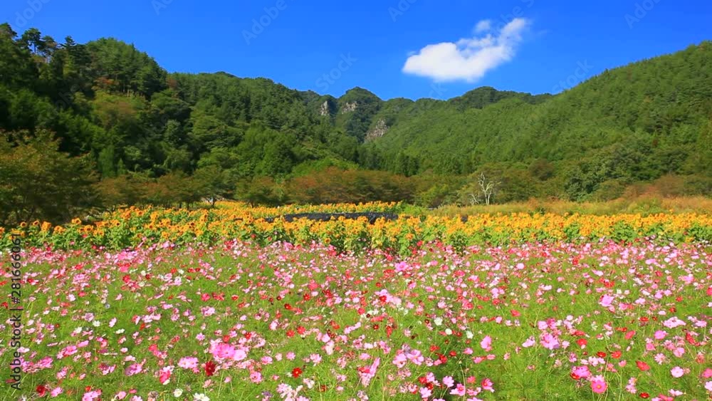 Cosmos flower meadow and sunflower field, Japan Cosmos flower meadow and sunflower field, Japan