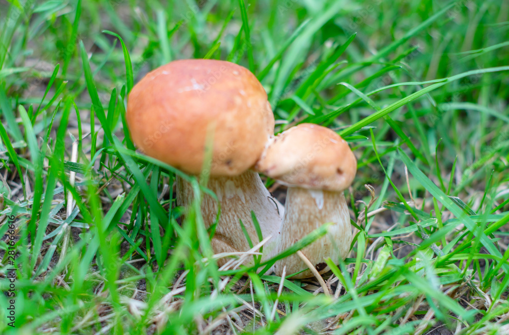 boletus grows in the grass in the forest boletus grows in the grass in the forest