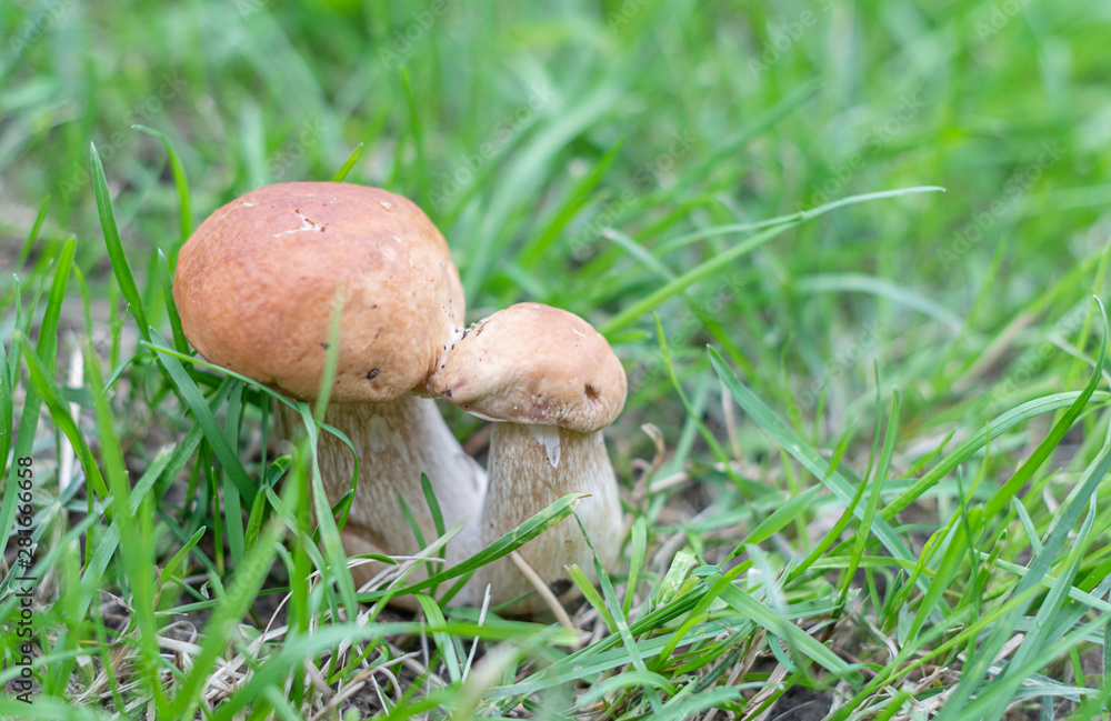 boletus grows in the grass in the forest boletus grows in the grass in the forest