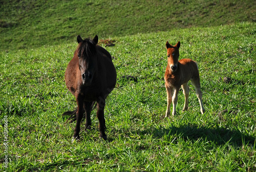 Horse and Foal photographed in Guarapari  Espirito Santo. Southeast of Brazil. Atlantic Forest Biome. Picture made in 2007.