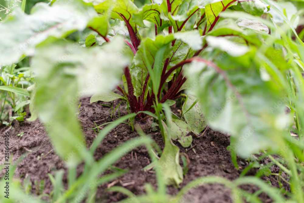 organic beets growing in the garden organic beets growing in the garden