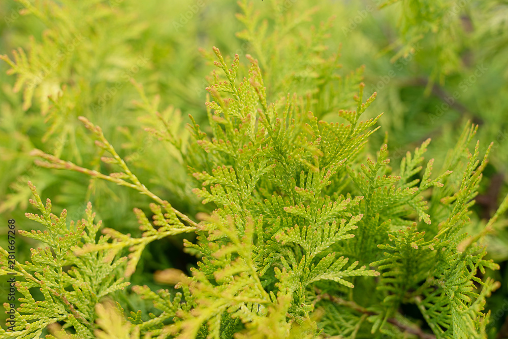 natural background - green thuja leaves natural background - green thuja leaves
