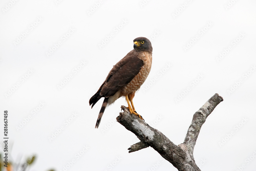 Roadside Hawk photographed in Guarapari, Espirito Santo. Southeast of Brazil. Atlantic Forest Biome. Picture made in 2007. Roadside Hawk photographed in Guarapari, Espirito Santo. Southeast of Brazil. Atlantic Forest Biome. Picture made in 2007.