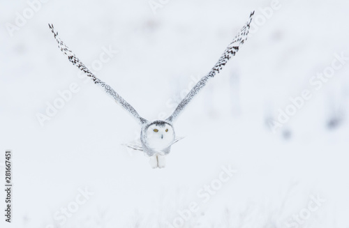 Snowy owl in rural Alberta