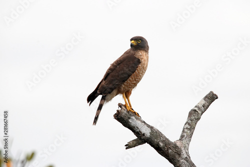Roadside Hawk photographed in Guarapari, Espirito Santo. Southeast of Brazil. Atlantic Forest Biome. Picture made in 2007.