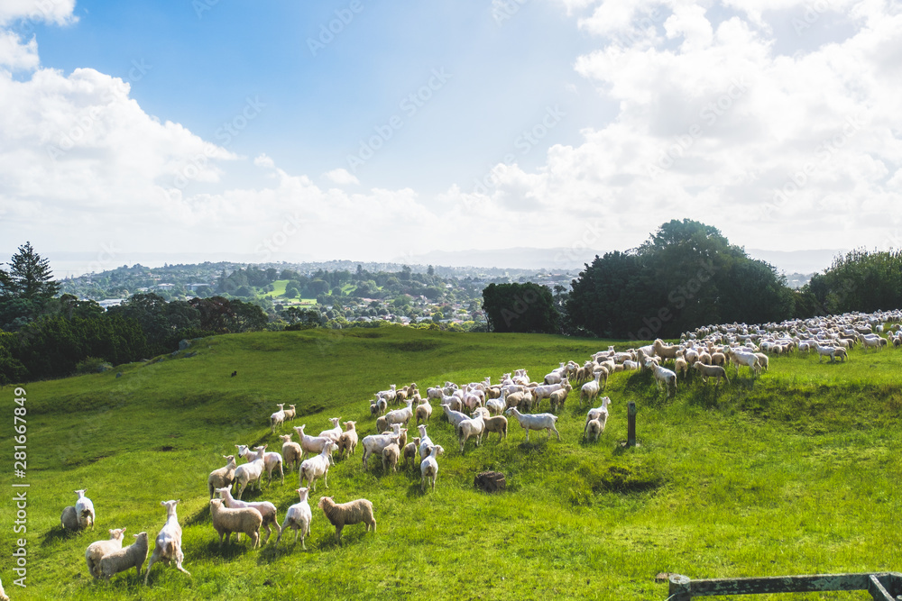 herd sheeps in the mountains with green field overlooking the city