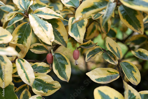 Elaeagnus pungens photo