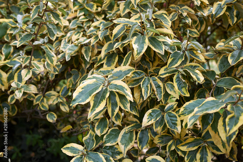 Elaeagnus pungens photo