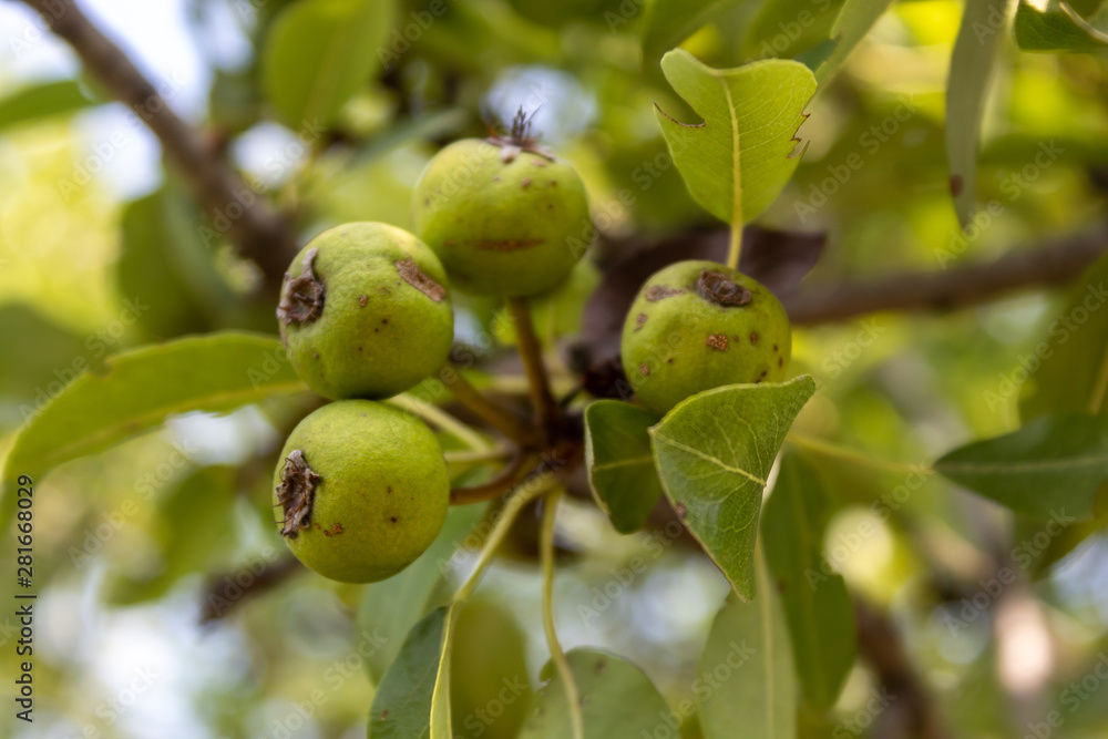 Wild Pear Branch With Small Unripe Green Fruits