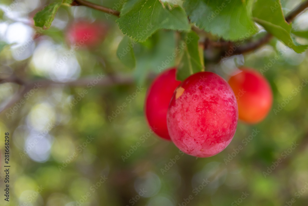 Red Wild Plums on Branch Closeup Red Wild Plums on Branch Closeup