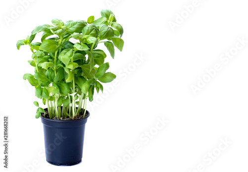 background of green basil Italian young plant growing in black pot isolated on white background. 