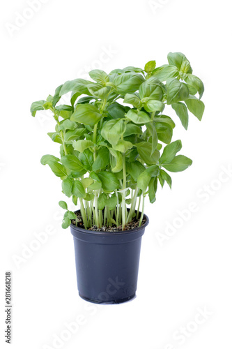 background of green basil Italian young plant growing in black pot isolated on white background. 