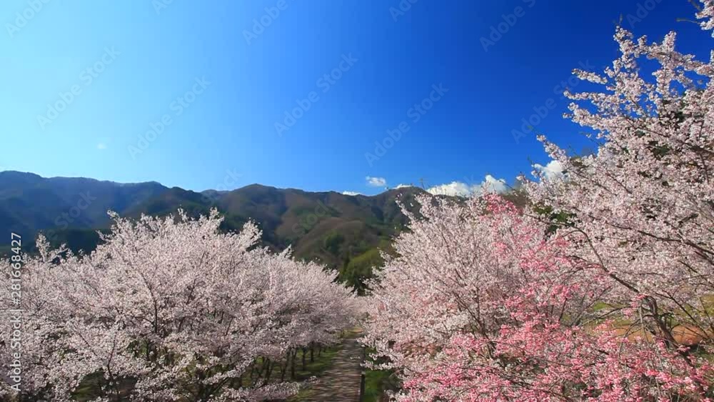 Cherry blossom trees and mountains, Ueda City, Nagano Prefecture Cherry blossom trees and mountains, Ueda City, Nagano Prefecture