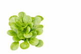 close up of fresh lettuce green salad isolated on white background. 