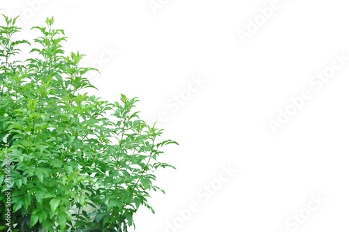 Fototapeta Naklejka Na Ścianę i Meble -  Tropical plant growing in a garden on white isolated background for green foliage backdrop 