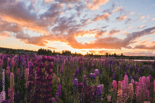 field of lupines during sunset lake tekapo