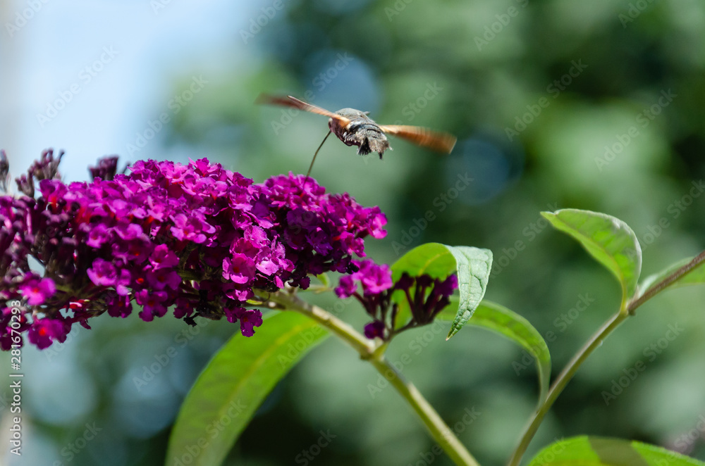 An hummingbird hawk-moth feeding nectar from Buddleia flower. Closeup of Macroglossum stellatarum An hummingbird hawk-moth feeding nectar from Buddleia flower. Closeup of Macroglossum stellatarum