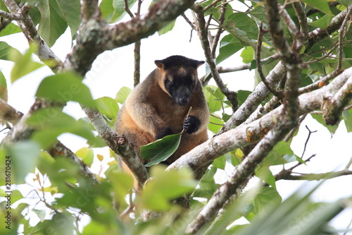 Lumholtz's tree-kangaroo (Dendrolagus lumholtzi) rests high in a tree Queensland, Australia photo