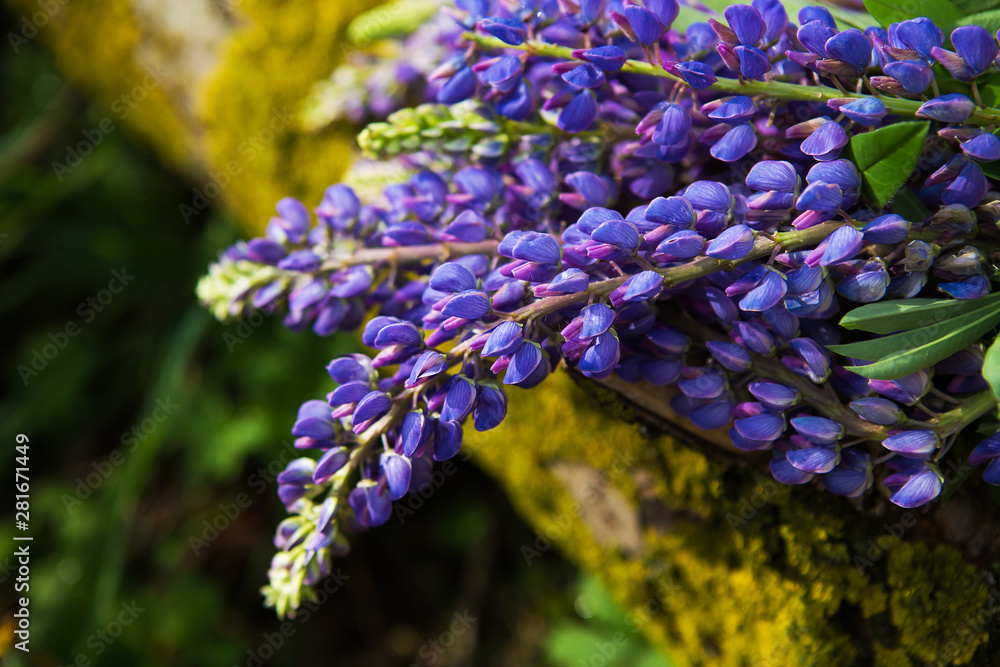 beautiful purple lupines bloom in the forest