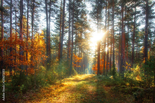 Autumn forest. Colorful nature landscape in sunny october day