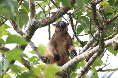 Bennett's tree-kangaroo (Dendrolagus bennettianus)  rests high in a tree Queensland, Australia photo