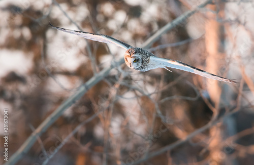 Short eared owl in Canada