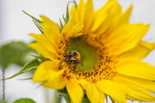Hummel sucht Nektar auf einer schönen Sonnenblume