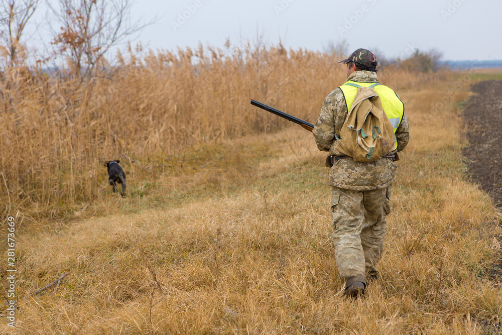 Hunter with a german drathaar and spaniel, pigeon hunting with dogs in reflective vests Hunter with a german drathaar and spaniel, pigeon hunting with dogs in reflective vests