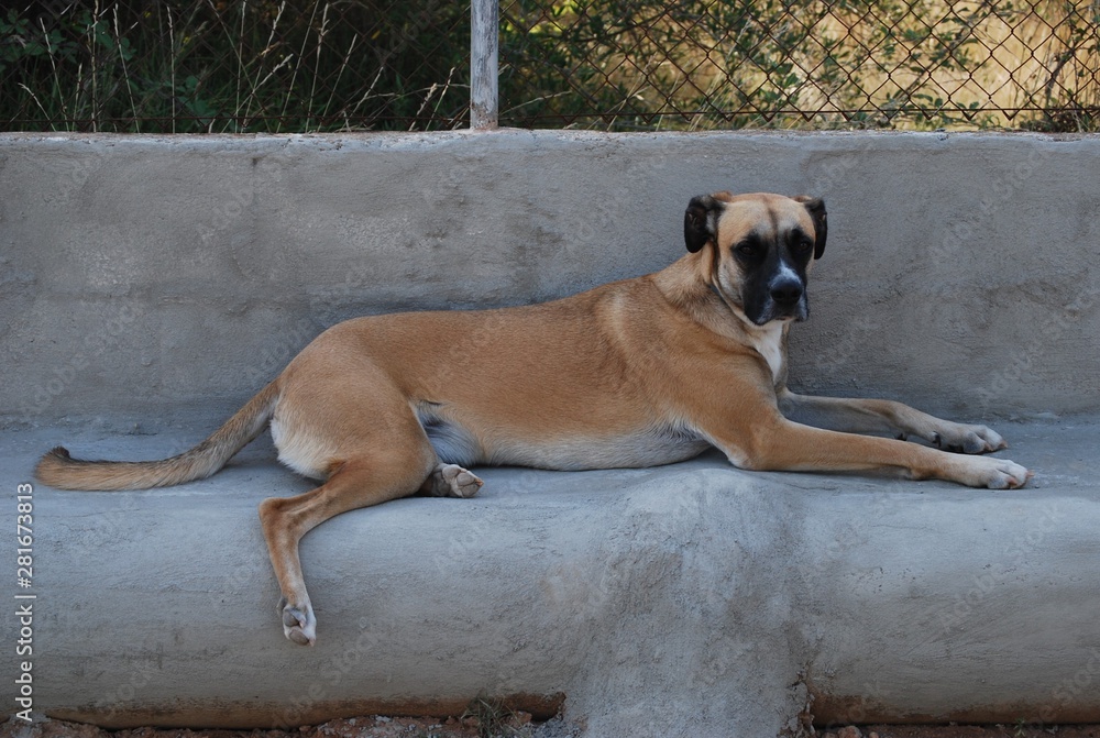 Boxer Cross Mix Canine, Dog Portrait Boxer Cross Mix Canine, Dog Portrait