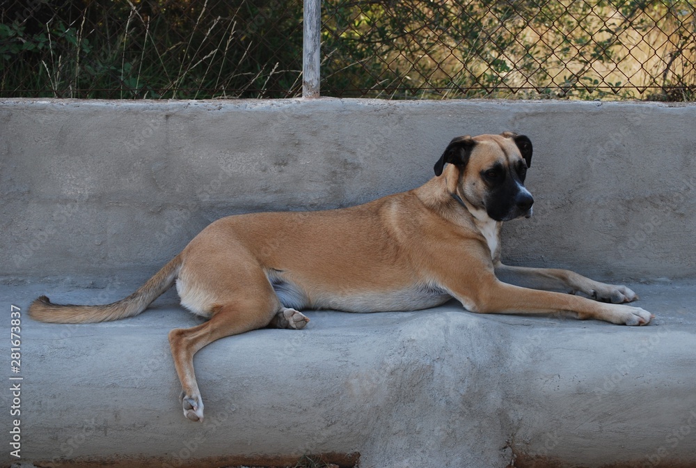 Boxer Cross Mix Canine, Dog Portrait