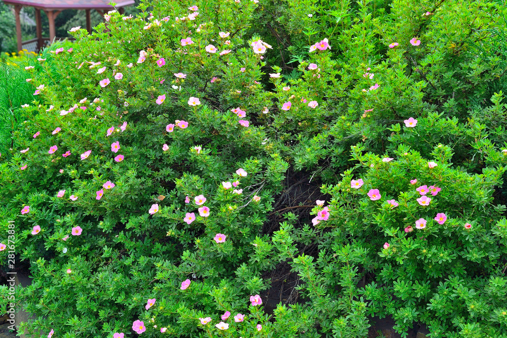 Blooming cultivar shrubby cinquefoil (Dasiphora fruticosa 